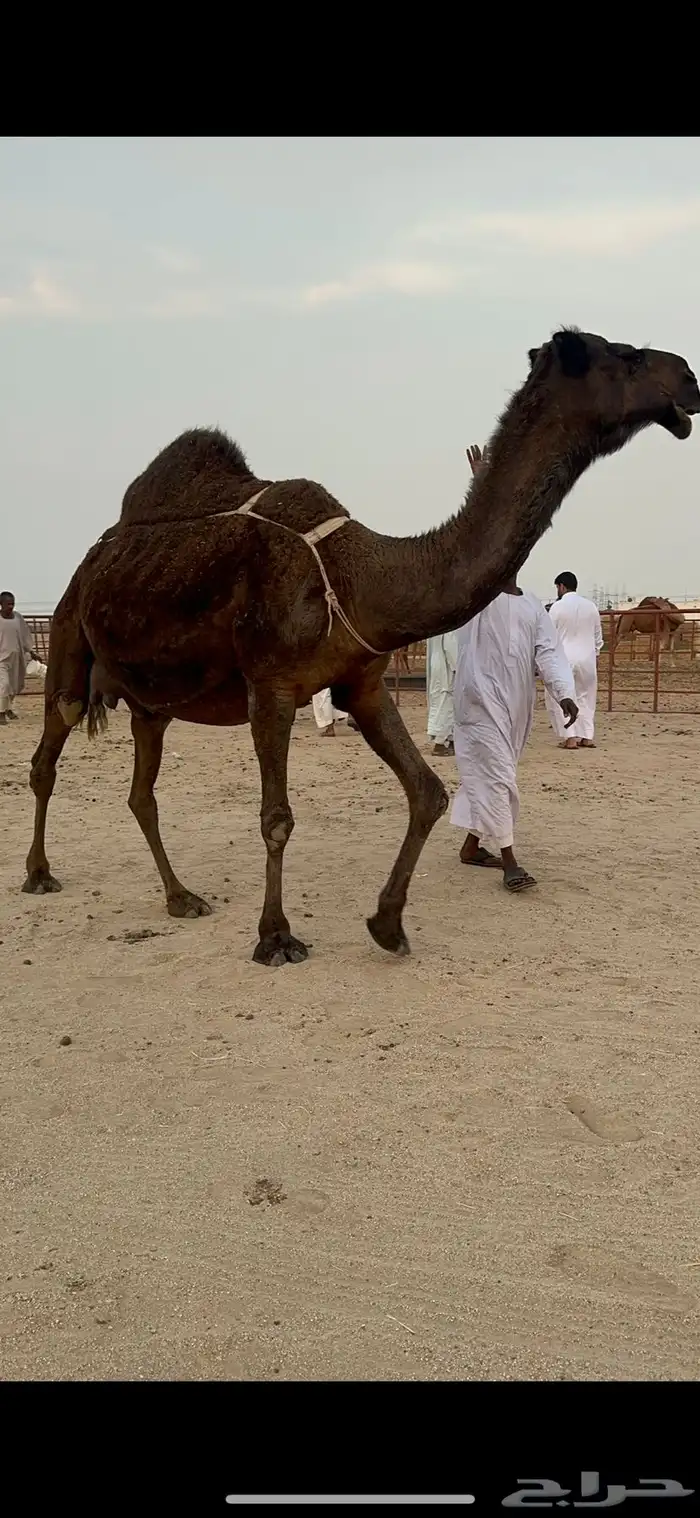 ناقه خلفه حلابه رقم 1 2