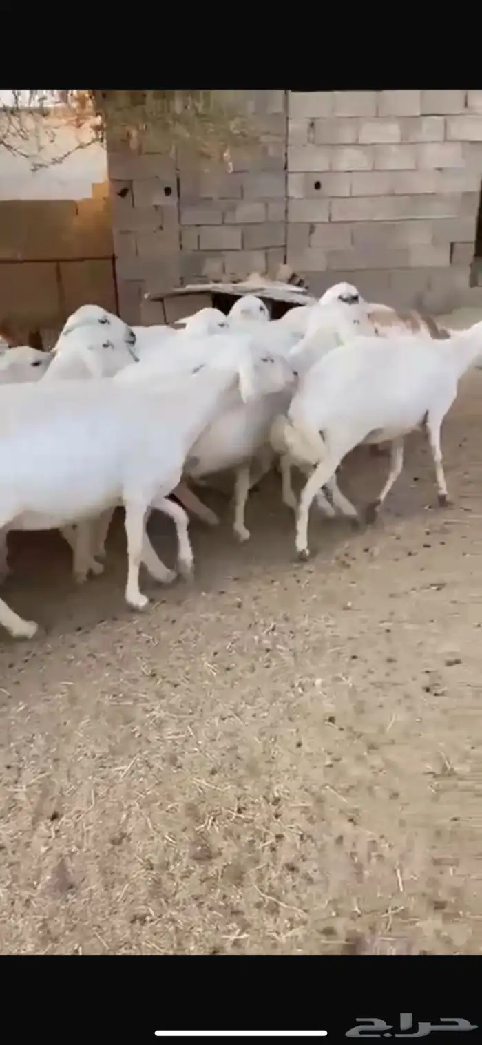 26 غنم حرش ساسها رفيديات حصيب تولد 2