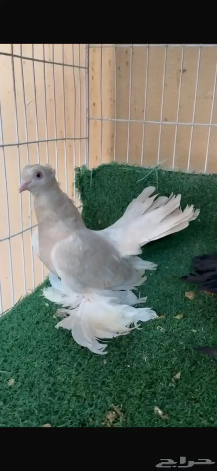 طبات كرنقو 0