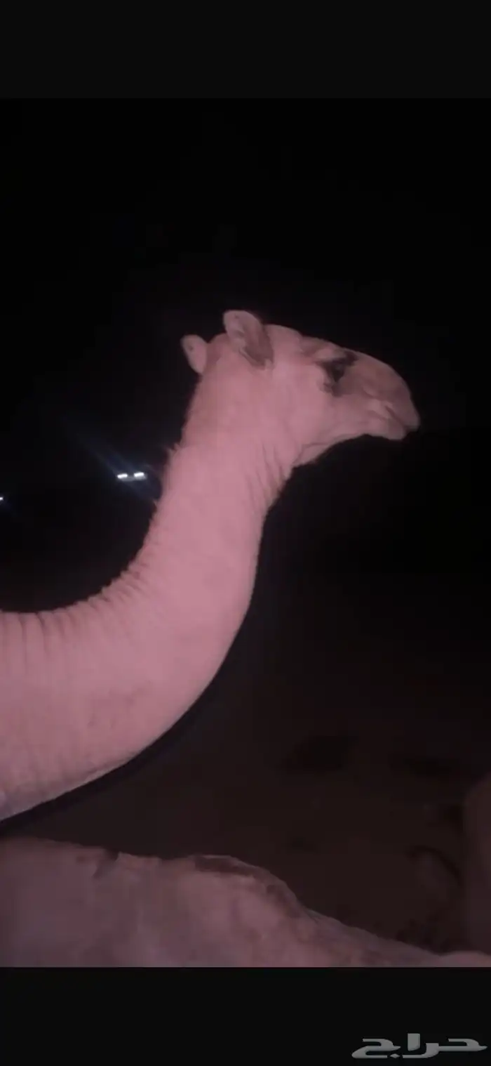 بكره للبيع 0