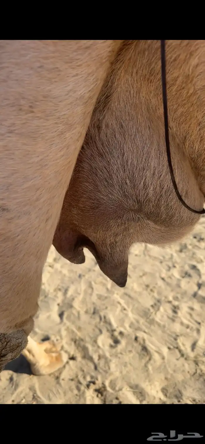 الخلفه الكفو 2