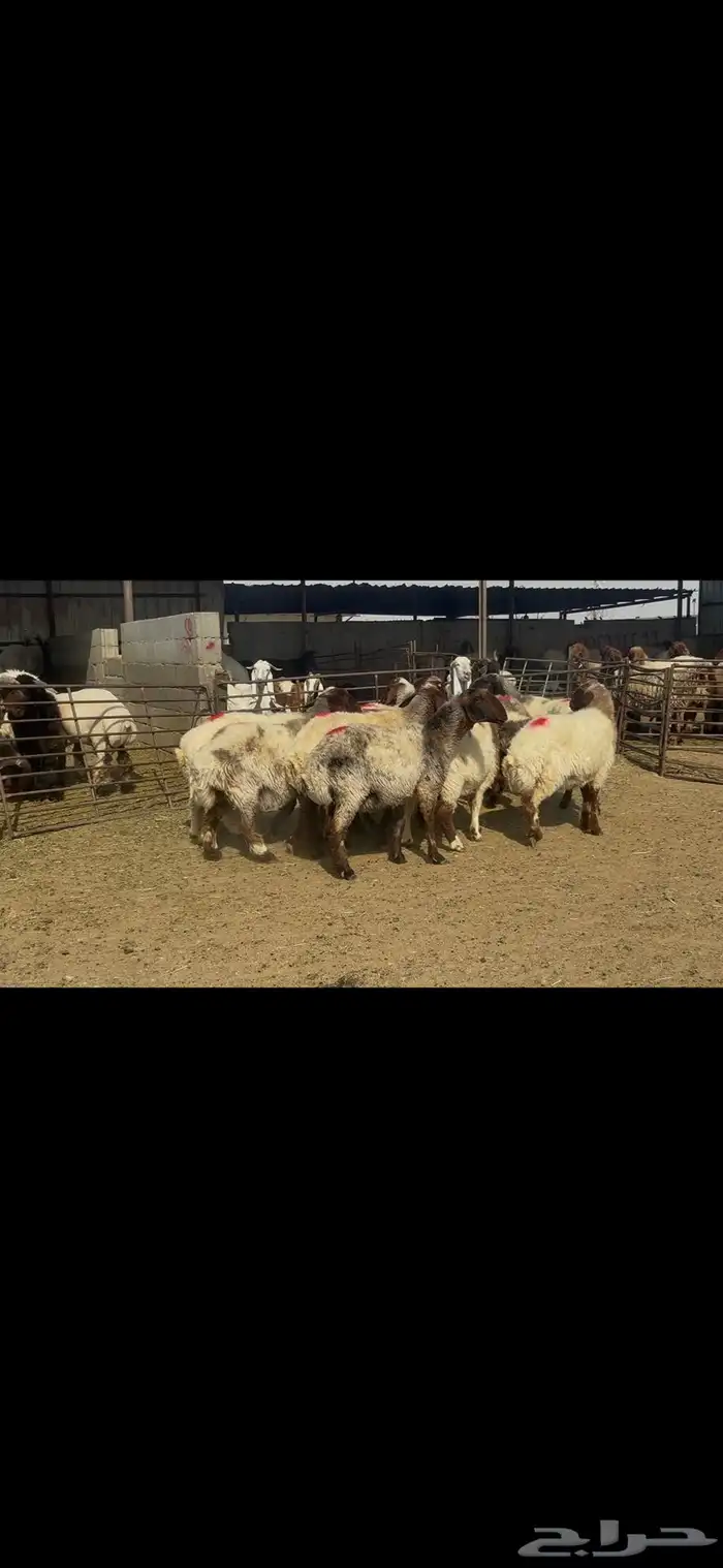 غنم نعيم شرط الدفيع . 10