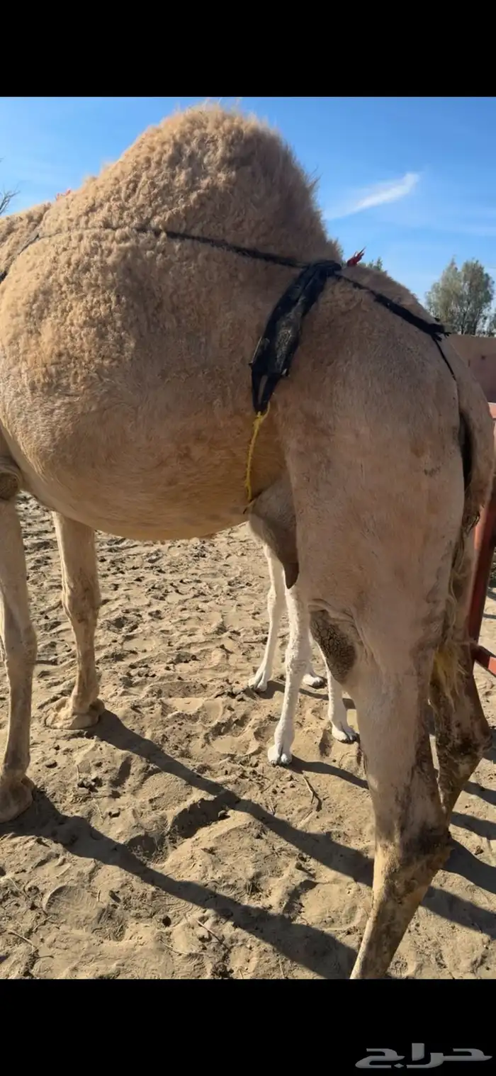 الخلفه الكفو 1