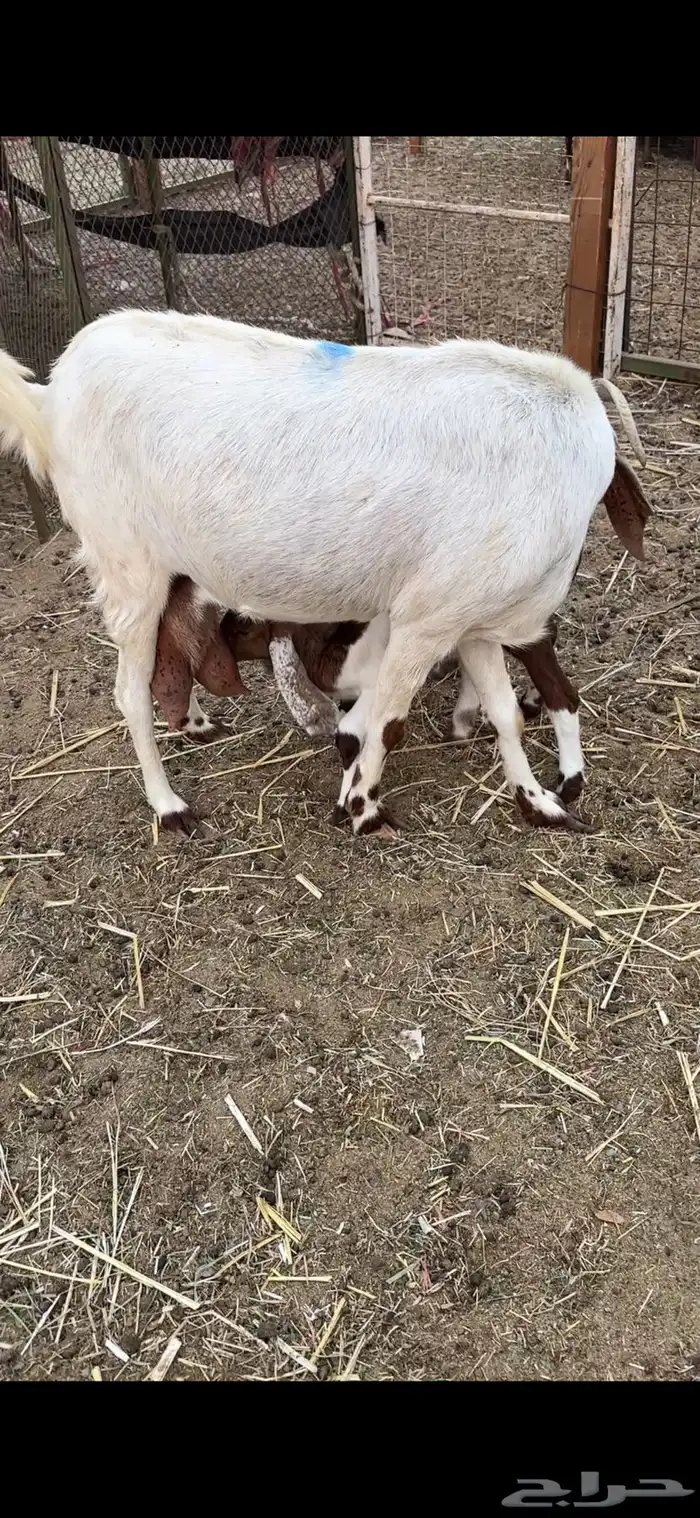 عنز مصريه والد متاومه تحتها 2 تيس وجفره 0