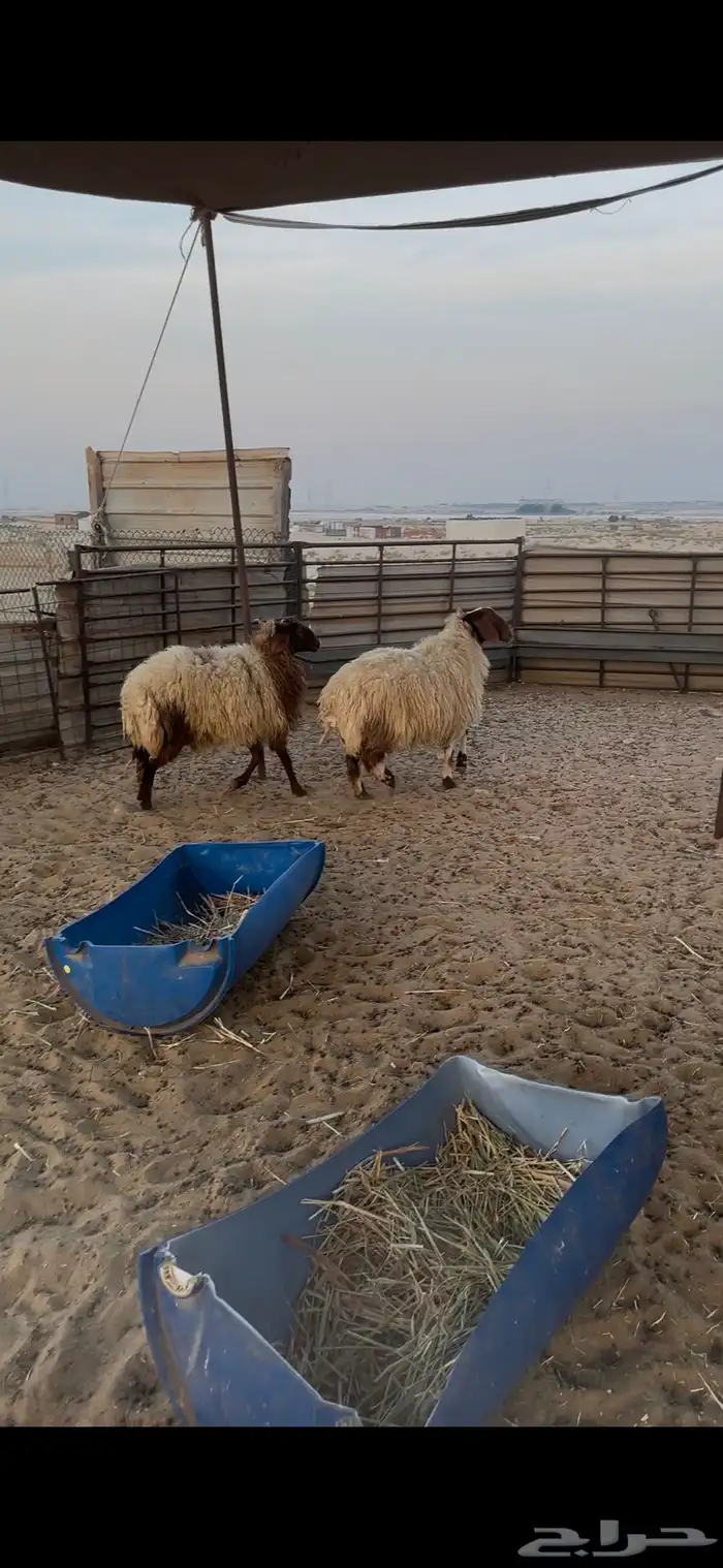 جذعات نعيم بريه 1