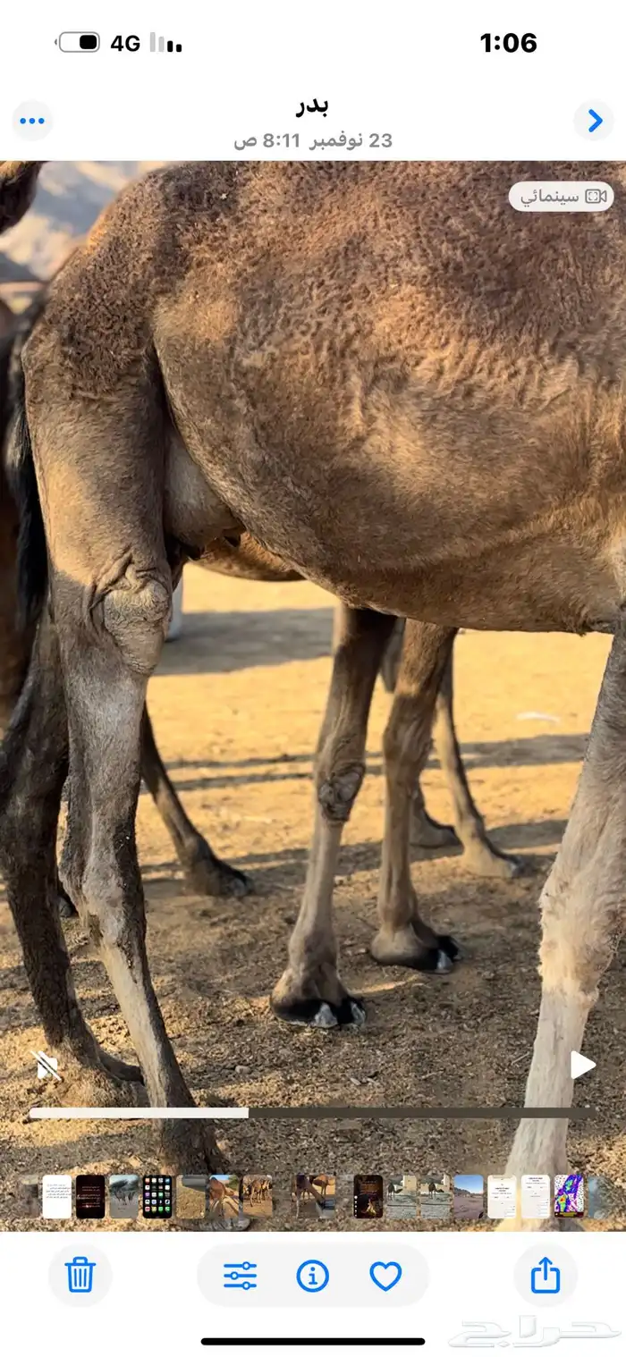 نياق لقحات مداني للبيع اقراء الاعلان جيدا 5