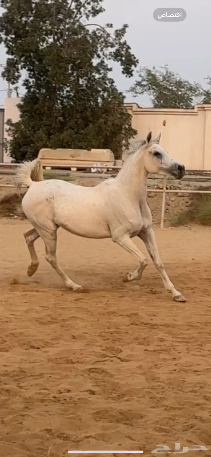 فرس شعيبه شيخه 1