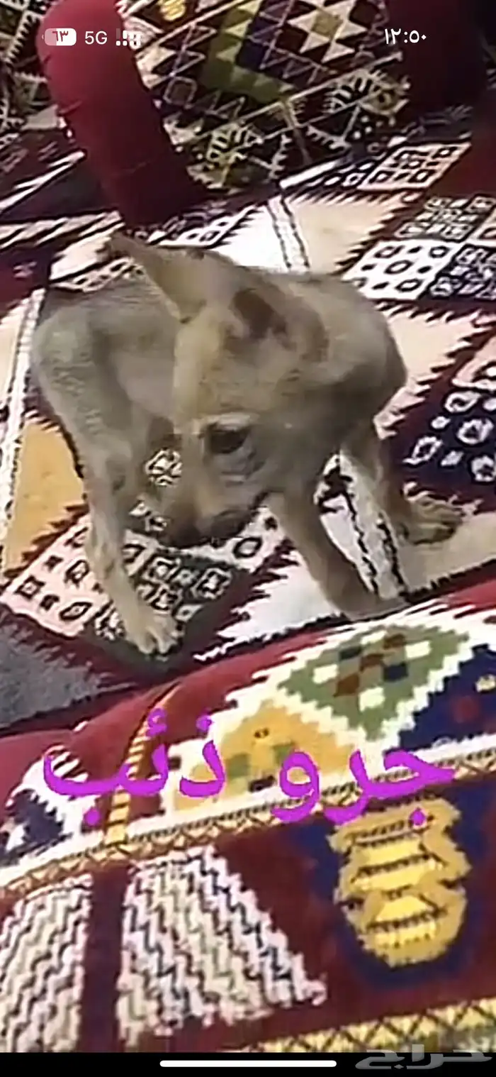 جرو ذيب مطلوب الموقع جدة 0