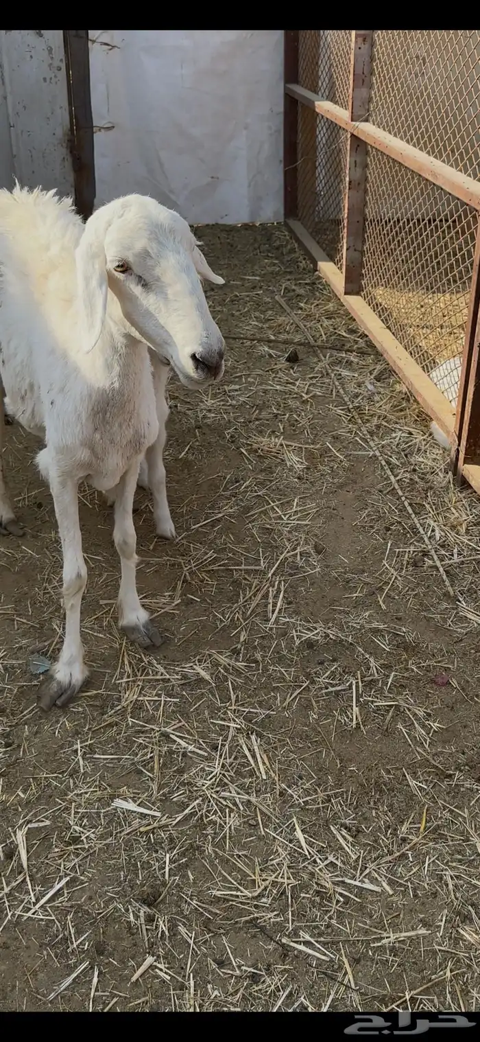 شاه حريه متاومه 1