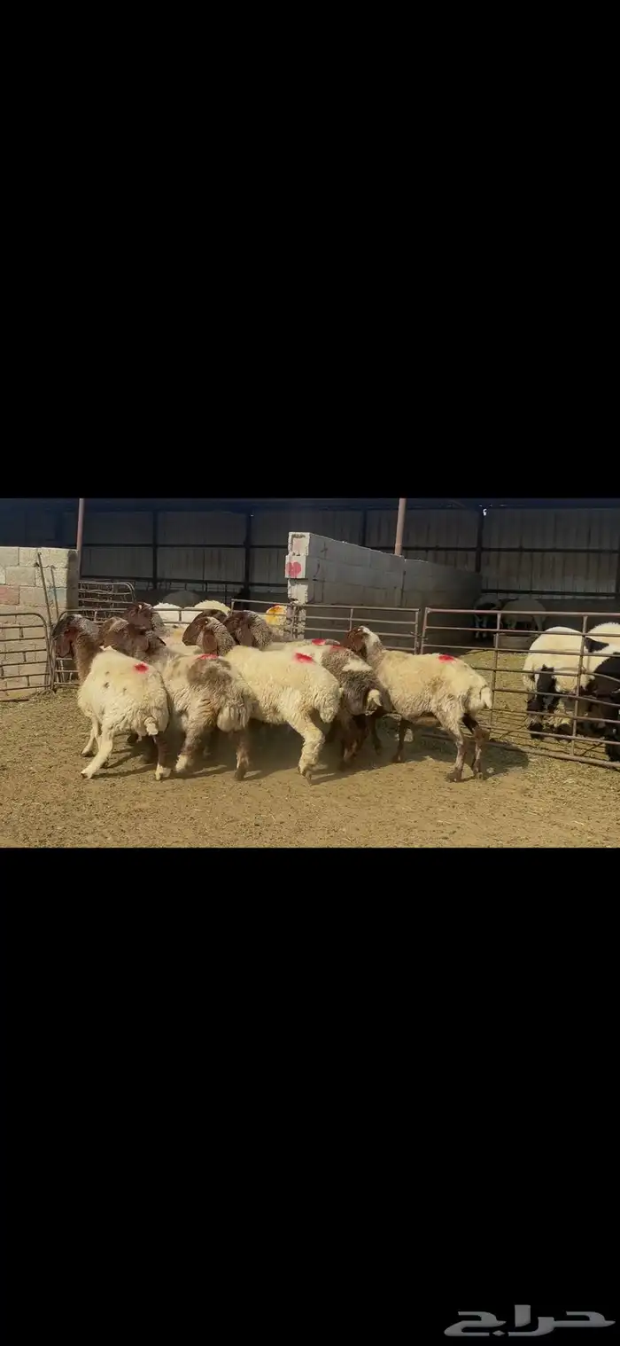 غنم نعيم شرط الدفيع . 15