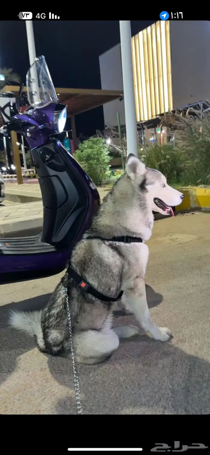 كلب هاسكي للبيع 4