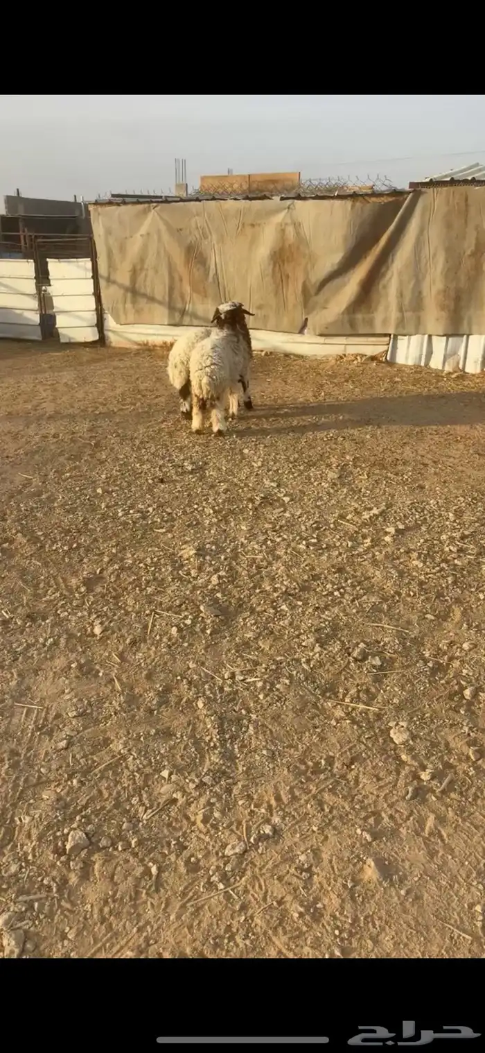 للبيع هرافى نعيم طلي ورخل 0