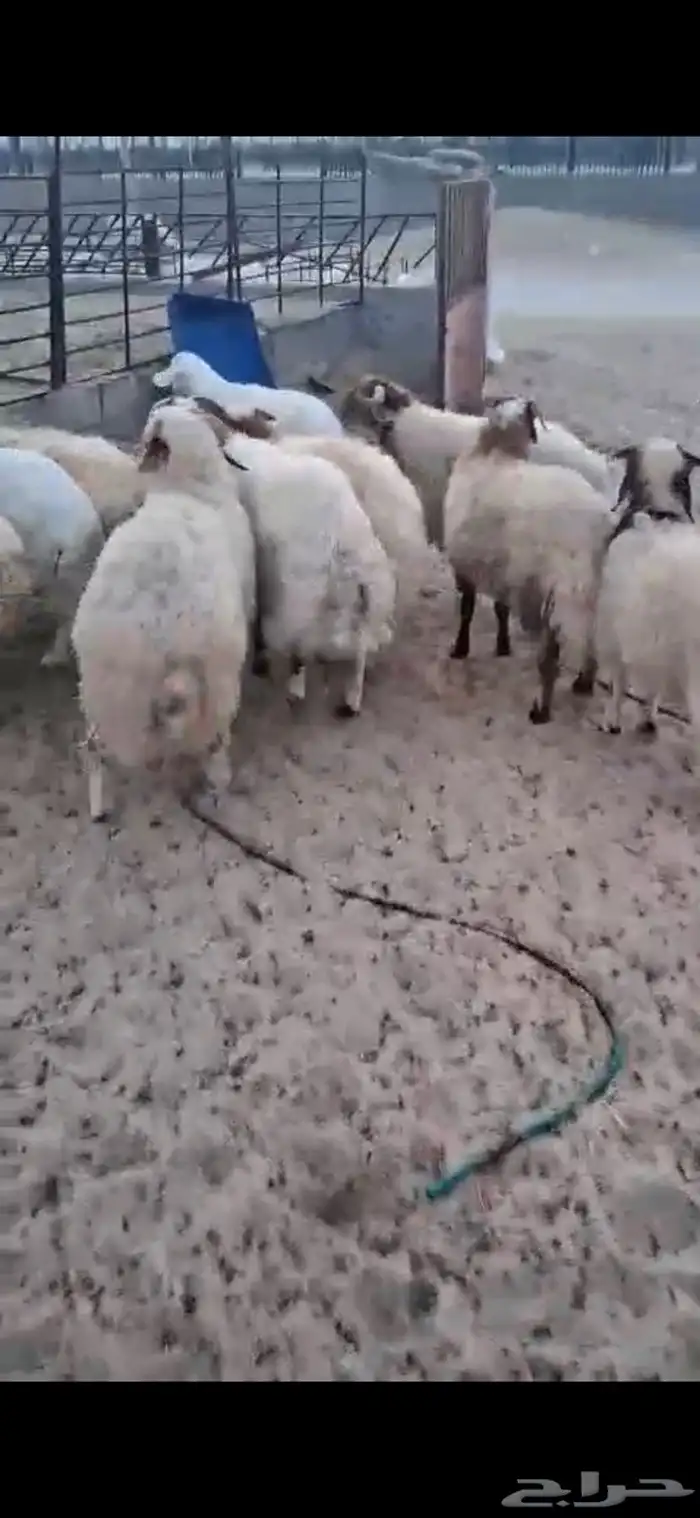 طليان جذعان نعيم 2