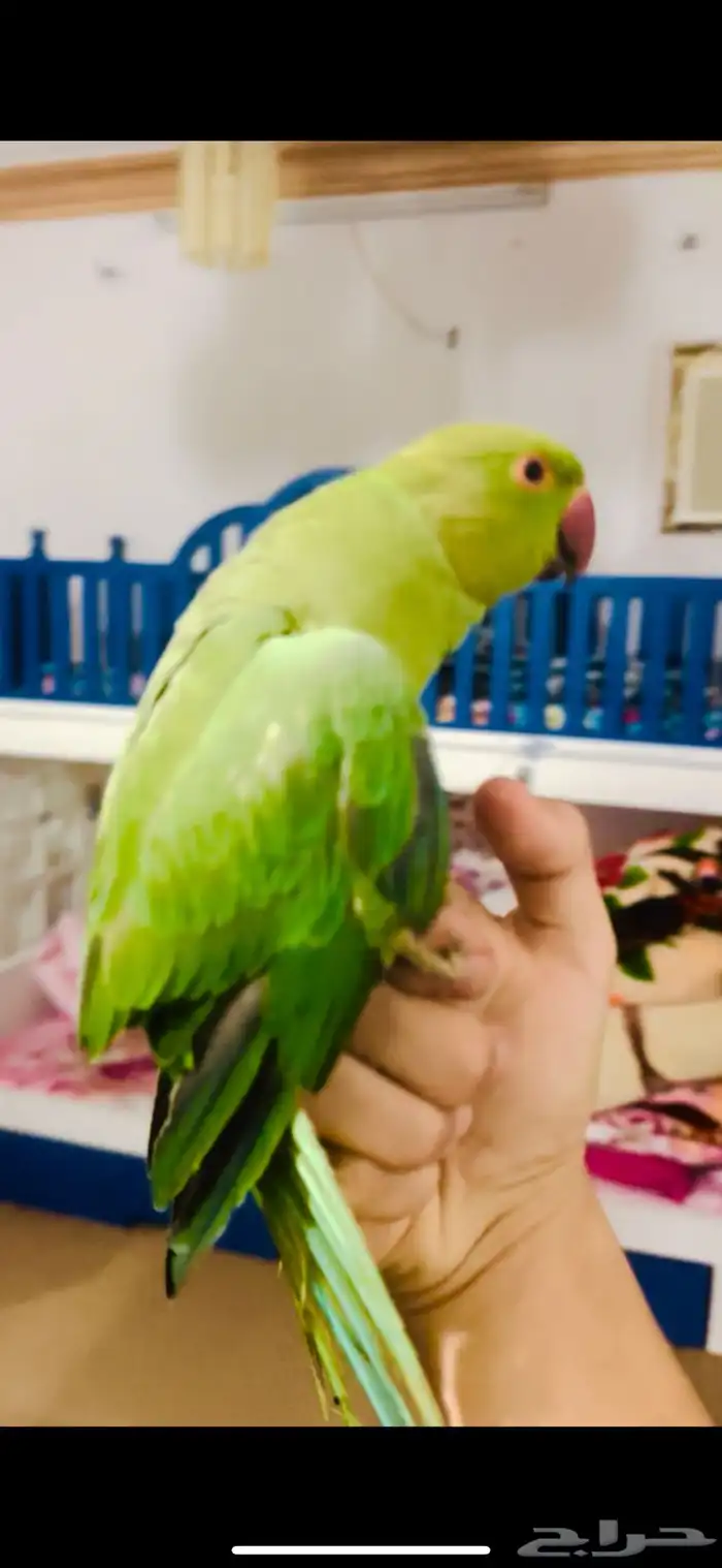 ببغاء دره اليف 0