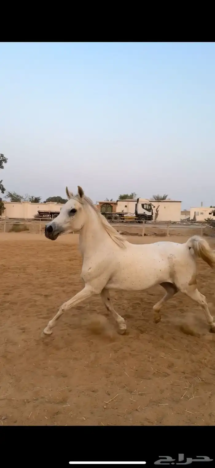 فرس شعيبه شيخه 5