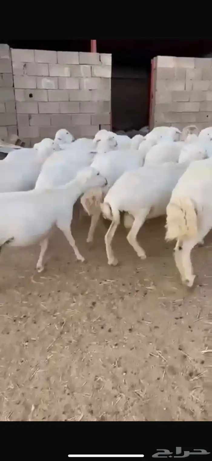 26 غنم حرش ساسها رفيديات حصيب تولد 0