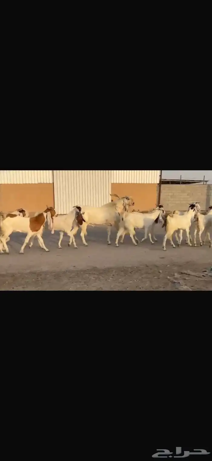 معزا فاخره شرط الدفيع العدد12 معه فحلها 1