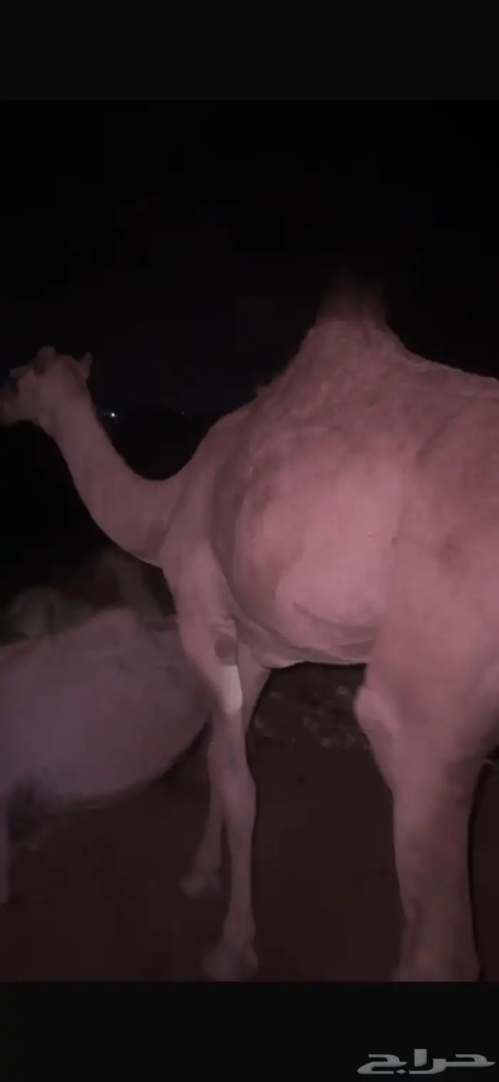 بكره للبيع 1