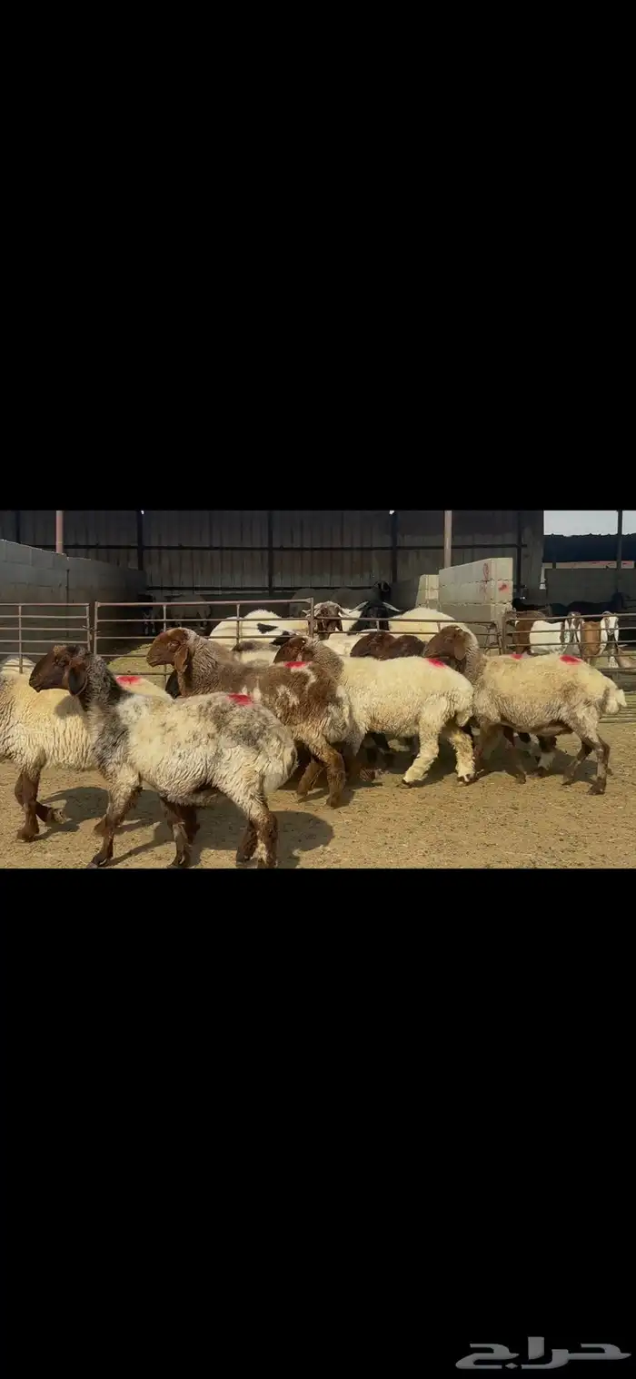 غنم نعيم شرط الدفيع . 3