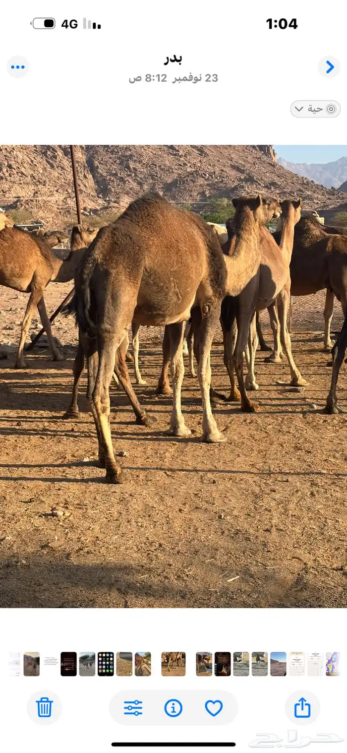 نياق لقحات مداني للبيع اقراء الاعلان جيدا 4