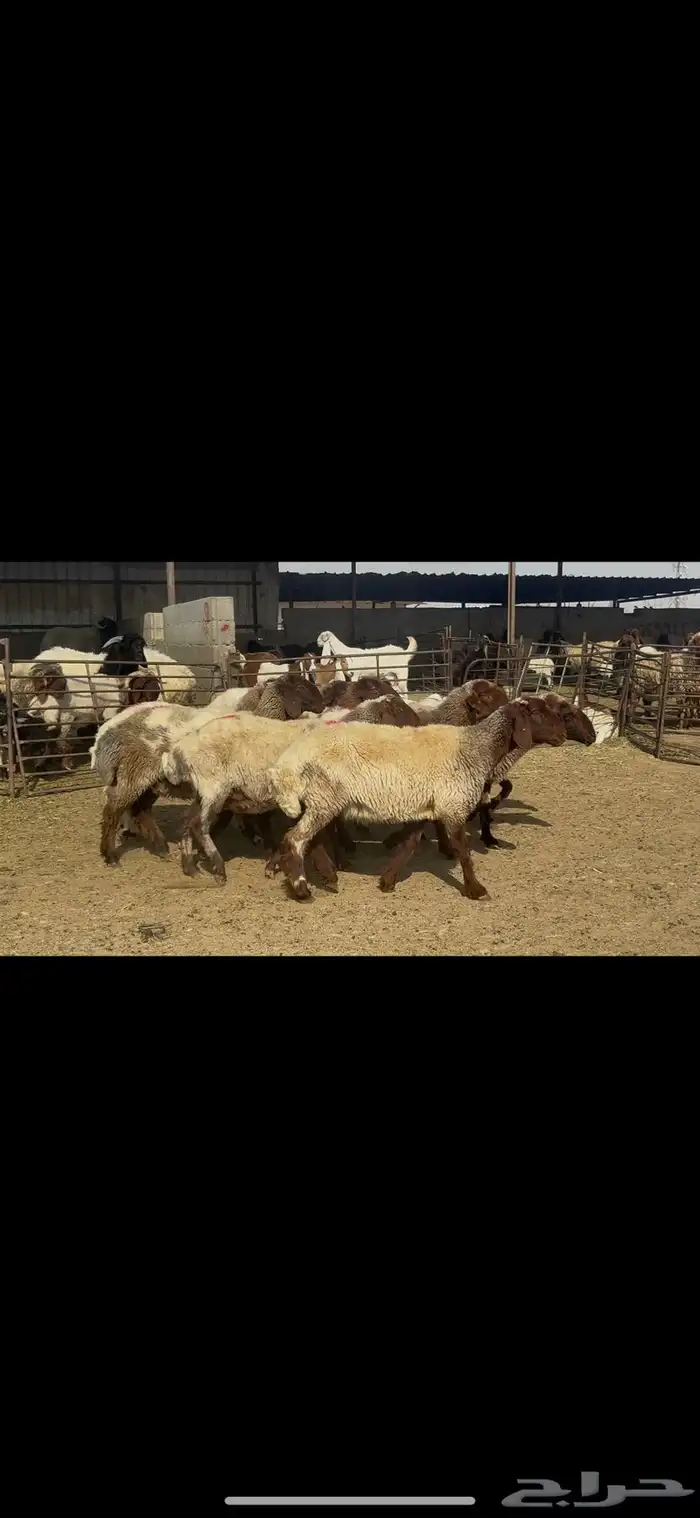 غنم نعيم شرط الدفيع . 0