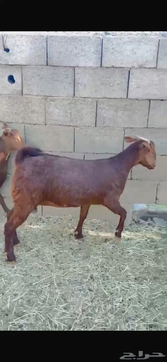 عنقان للبيع 1