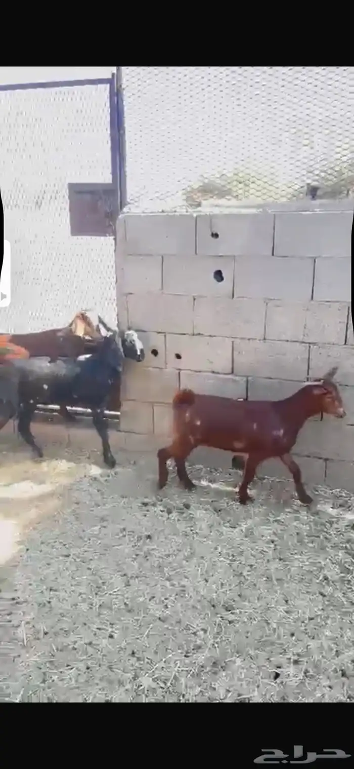 عنقان للبيع 2