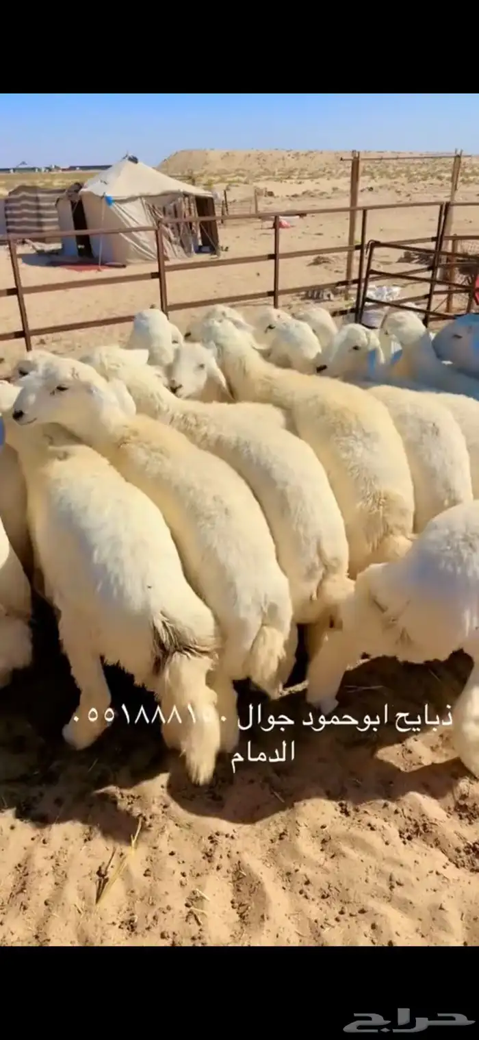 جذعان حري الطايف جبره مفطحات 0