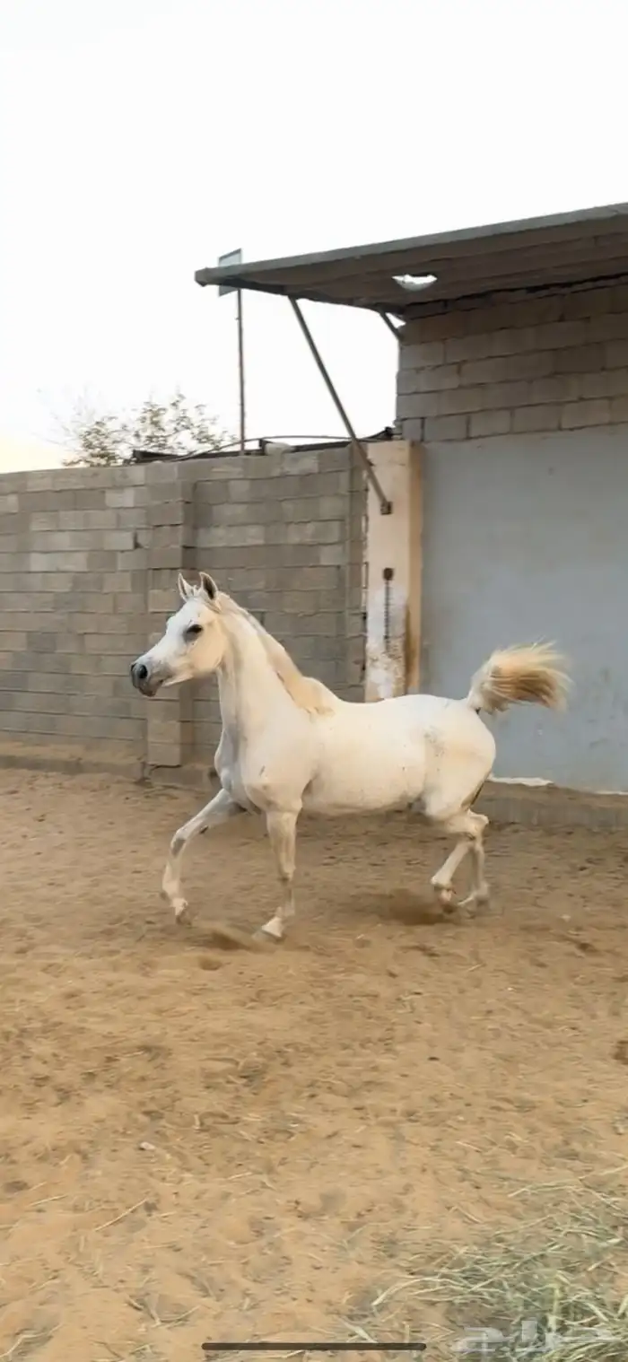 فرس شعيبه شيخه 3