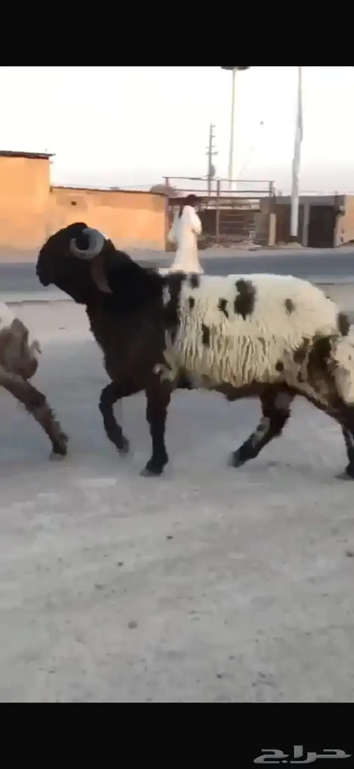 جدع طيب طرف سناد جبار مشاءالله 3