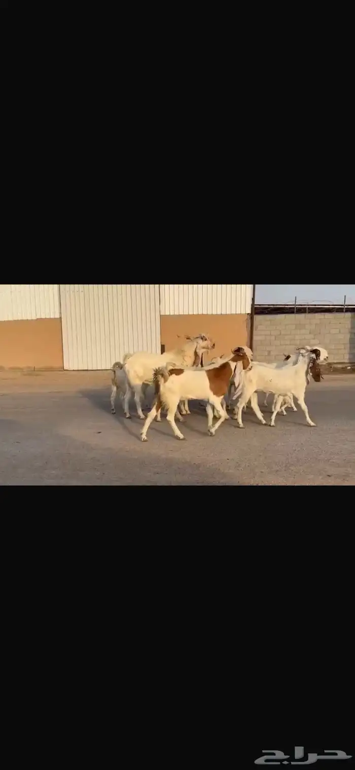 معزا فاخره شرط الدفيع العدد12 معه فحلها 3