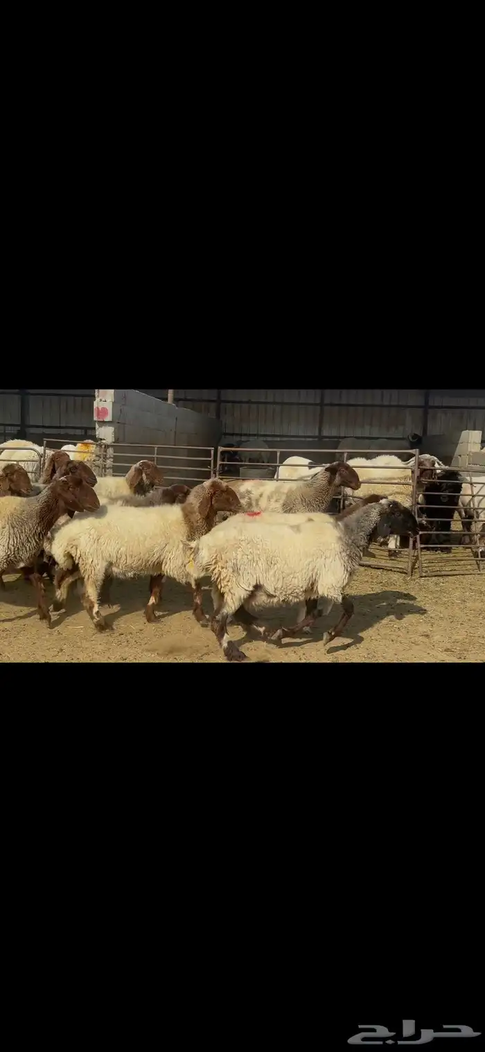 غنم نعيم شرط الدفيع . 12