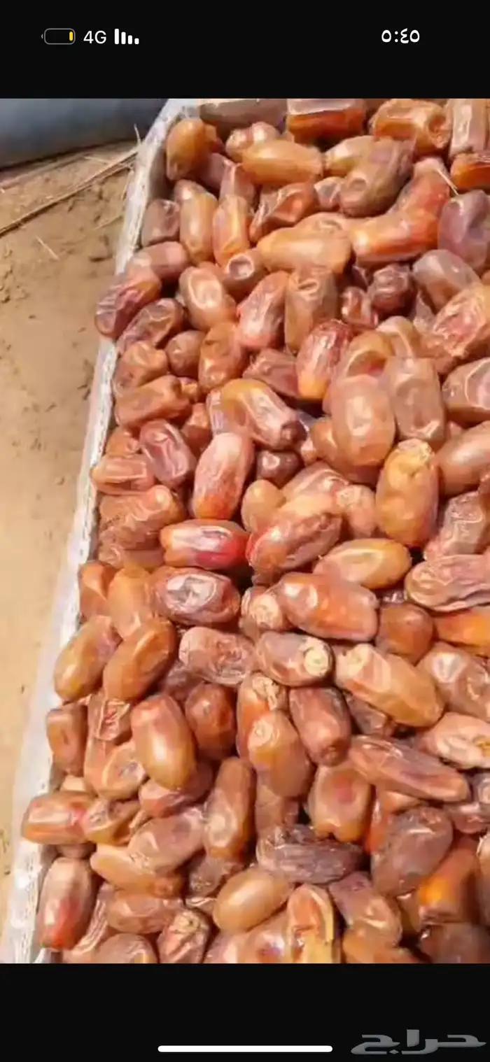 تمر سري بكميات كبيره 0