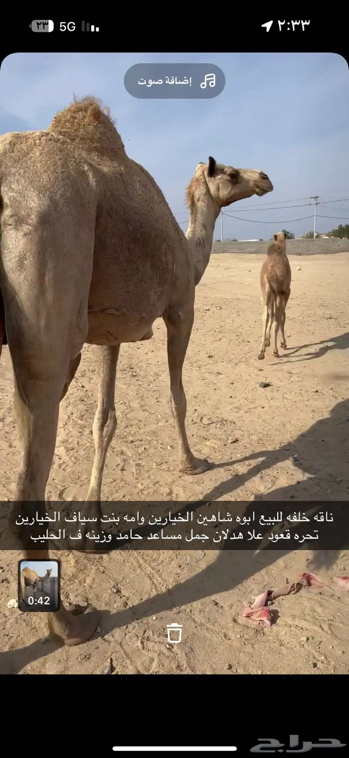 ناقه خلفه للبيع اتواصل واتس 1