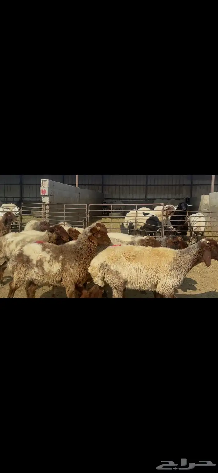 غنم نعيم شرط الدفيع . 6