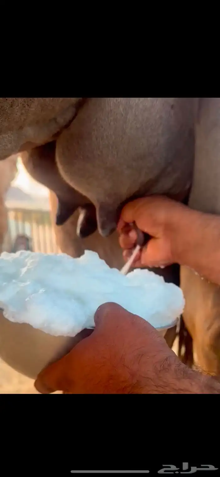 اميتت ميت ولدها البارح 0