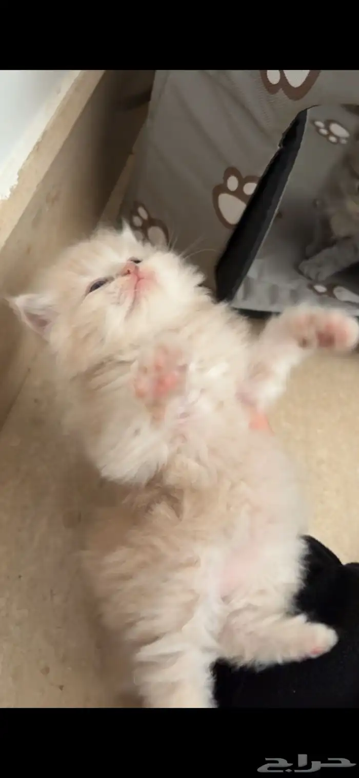 ثلاث قطط للبيع 4