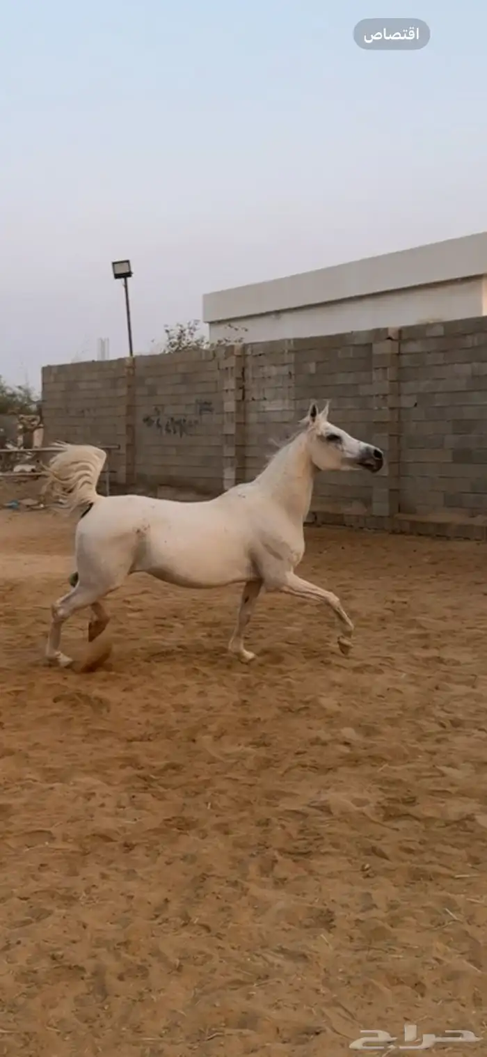 فرس شعيبه شيخه 4