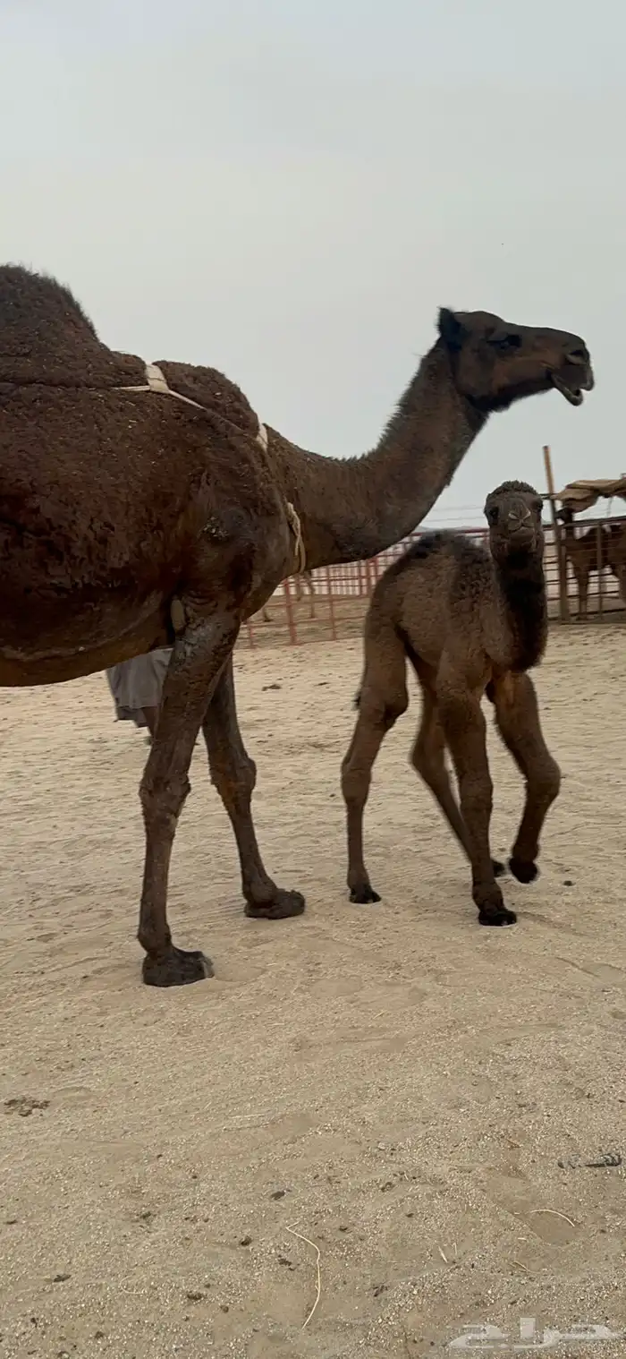 ناقه خلفه حلابه رقم 1 3