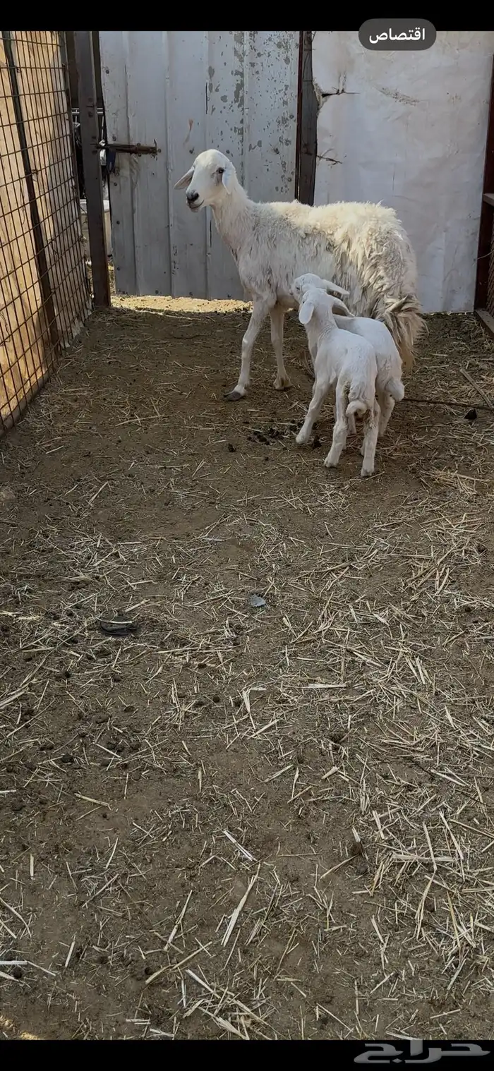 شاه حريه متاومه 2