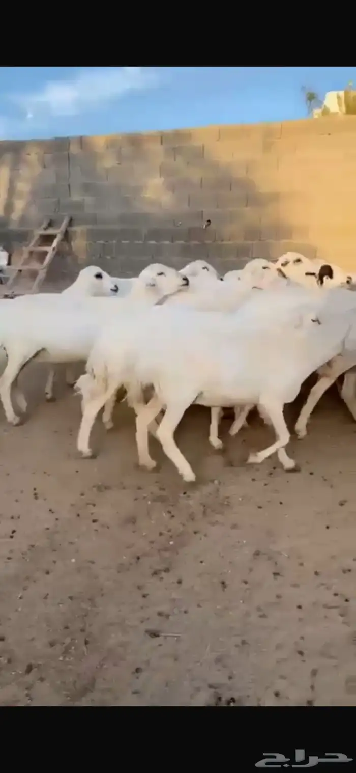 26 غنم حرش ساسها رفيديات حصيب تولد 1