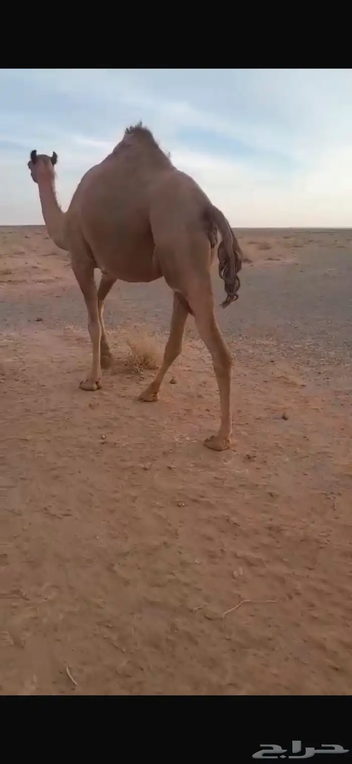 ناقه ذلول بنت خوف 1