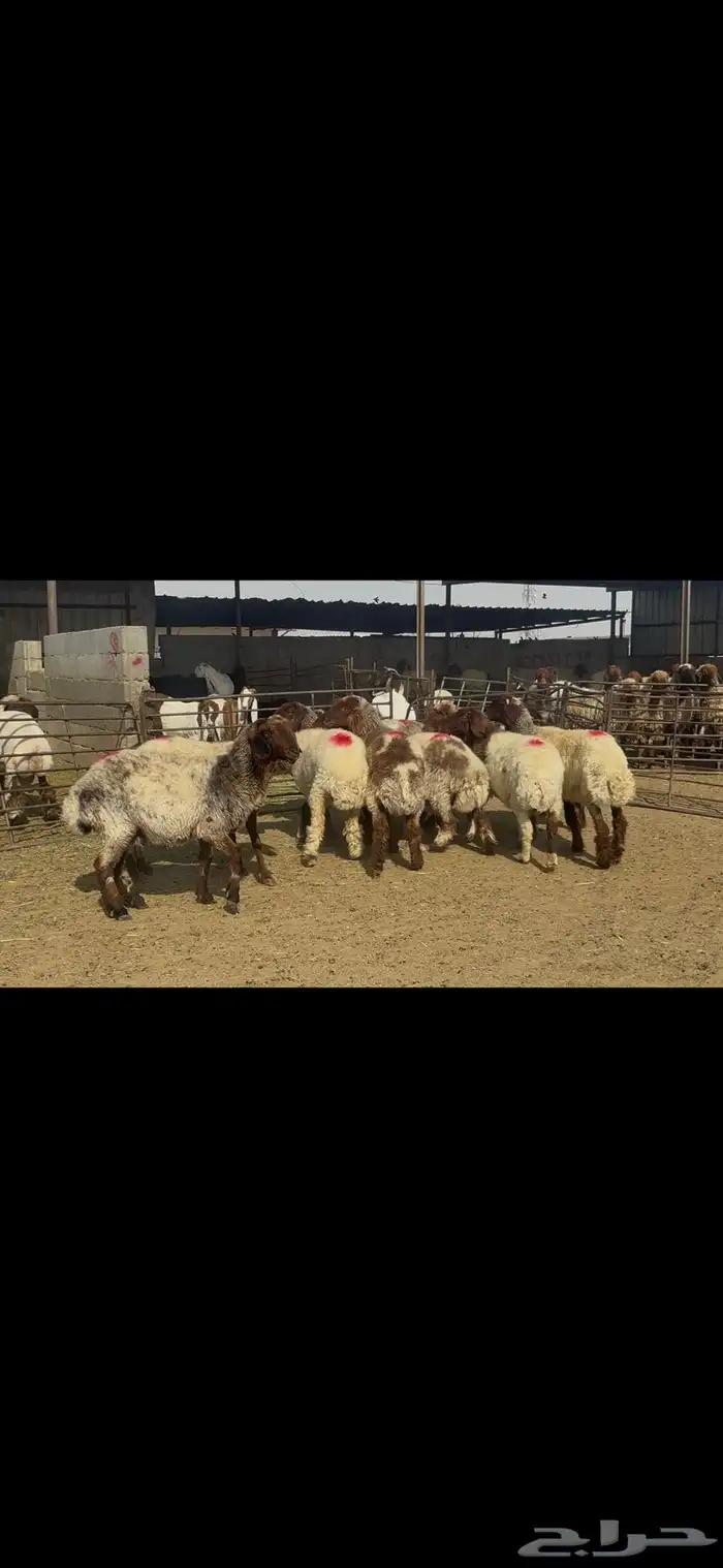 غنم نعيم شرط الدفيع . 13