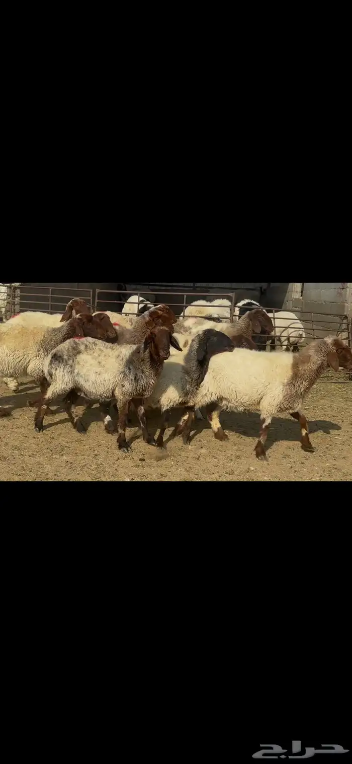 غنم نعيم شرط الدفيع . 9