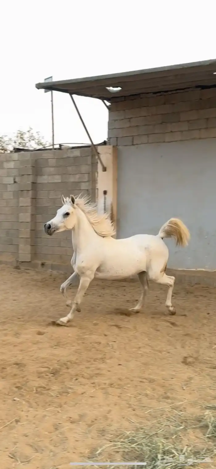 فرس شعيبه شيخه 0