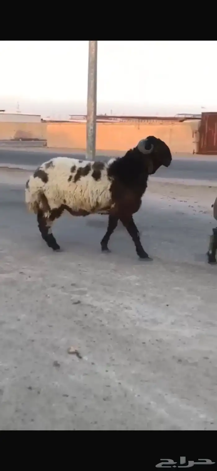 جدع طيب طرف سناد جبار مشاءالله 2