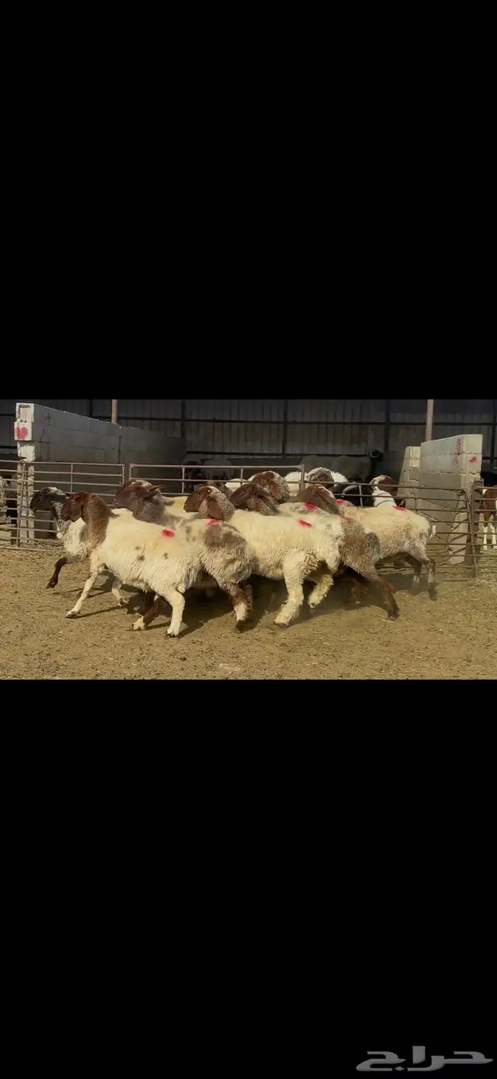 غنم نعيم شرط الدفيع . 16