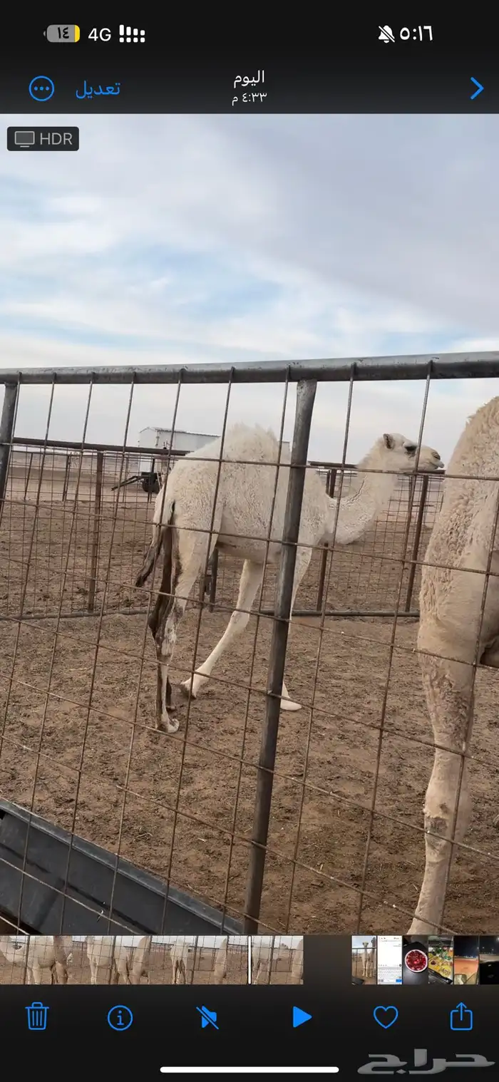 بكره حواره 0