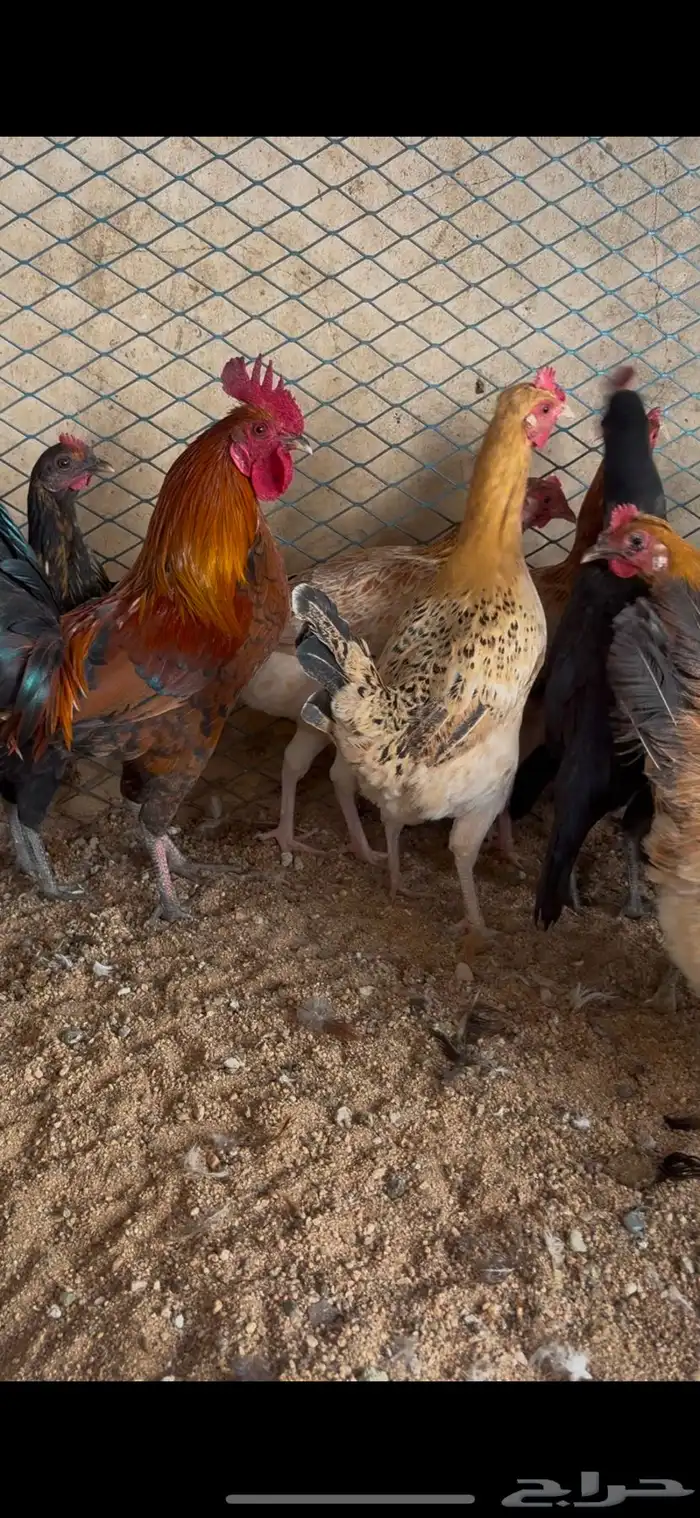 دجاج بياض بلدي اصيل 9
