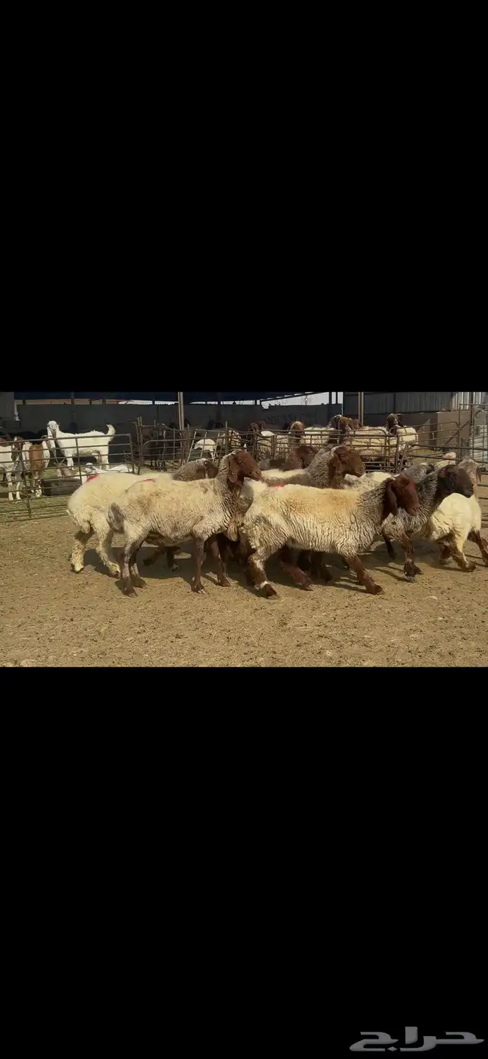 غنم نعيم شرط الدفيع . 4